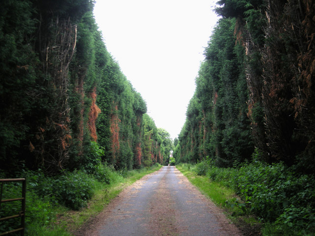 File:Avenue of Laylandii - geograph.org.uk - 832376.jpg