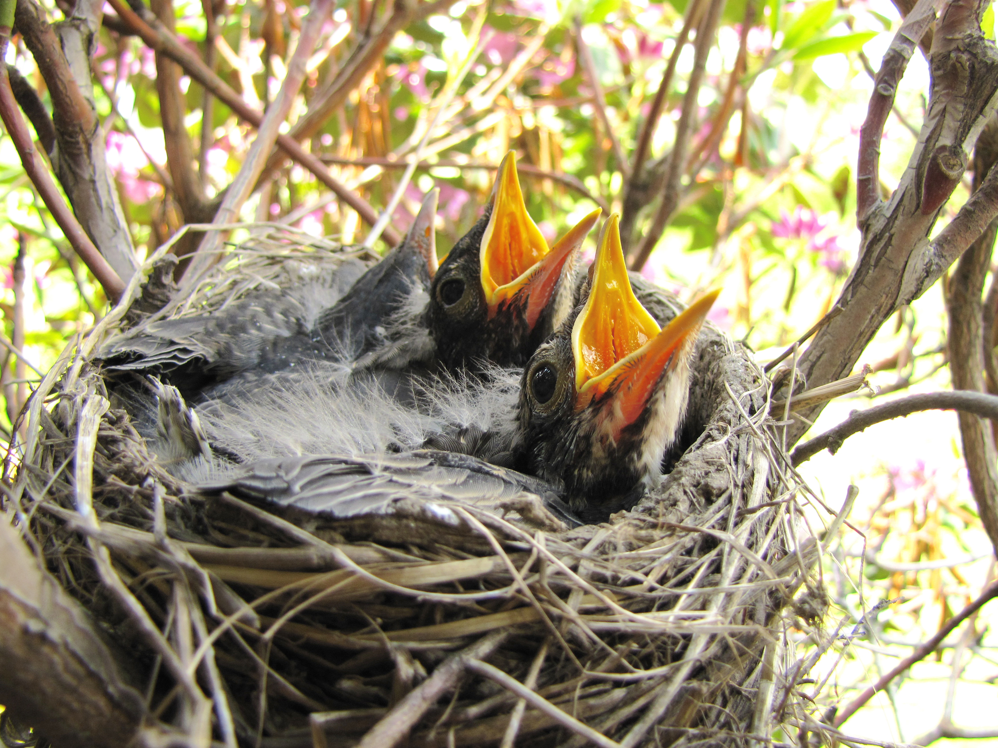 what to feed a baby robin