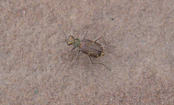 File:Bicho-desconocido2.jpg