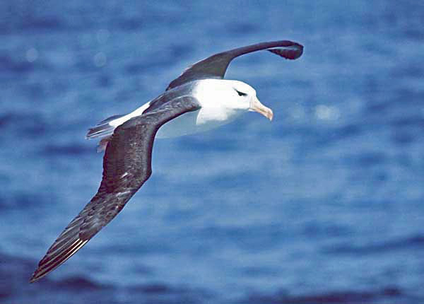 File:Black-browed albatross.jpg