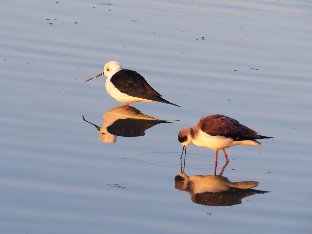 Black winged stilt.jpg