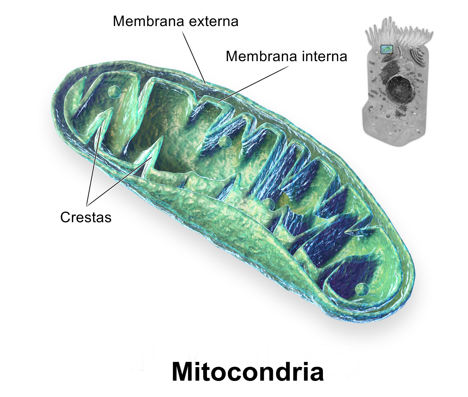 La mitocondria, la fábrica de energía de tus células