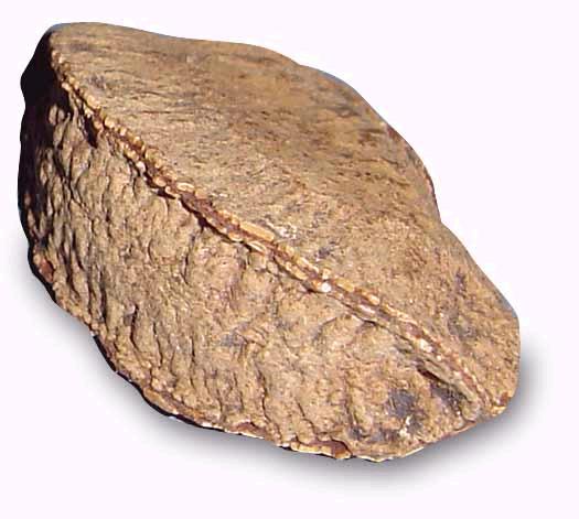 File:Brazilnut.jpg