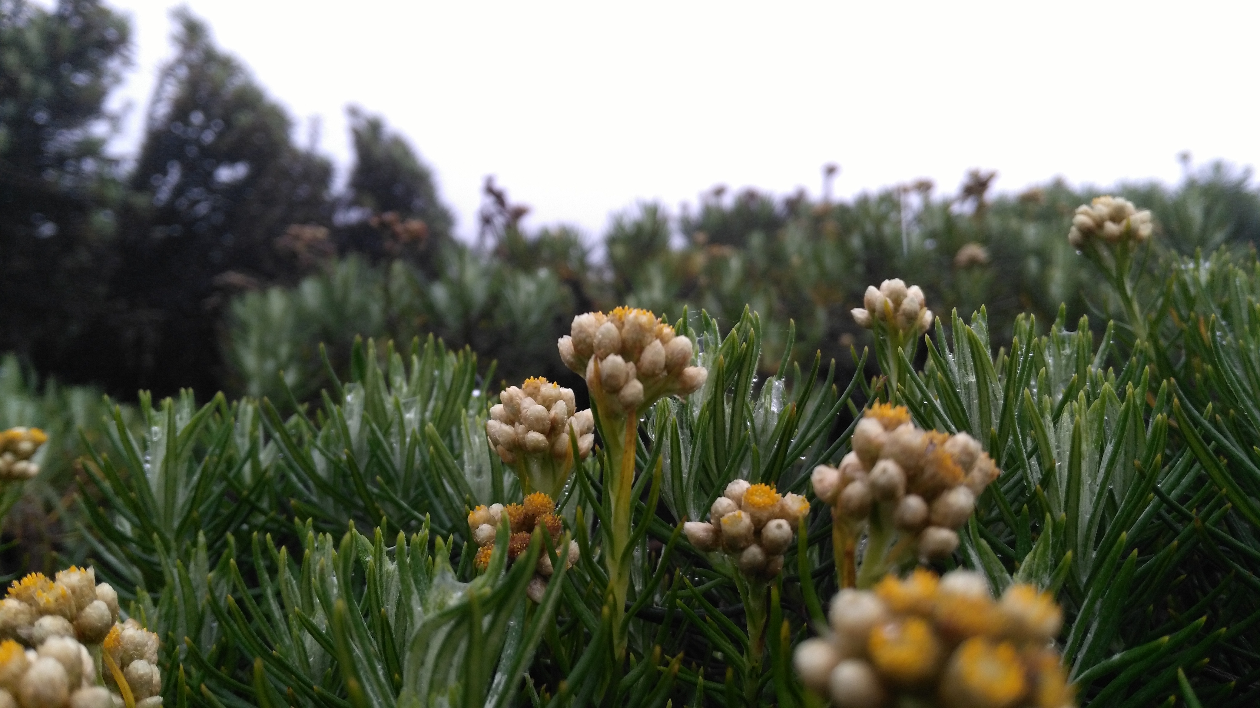 Gambar Bunga  Edelweiss Jawa Gambar Bunga 