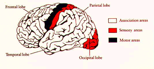 Areas associated. A Brain with highlighted areas associated with stress response..