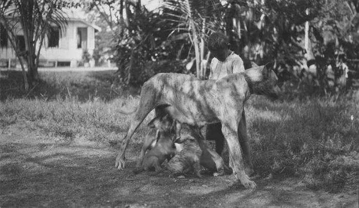 Drie Jongens En Een Hond [1954]