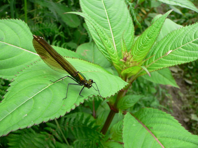 File:Calopteryx splendens - geograph.org.uk - 885821.jpg