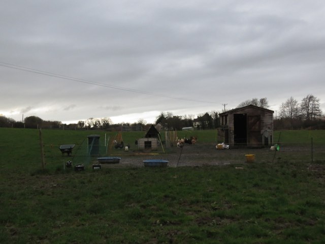 File:Chickens in enclosure near Chapel Court Farm - geograph.org.uk - 5650919.jpg