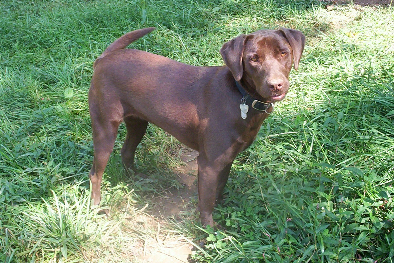 File:Chocolate Labrador Wikipedia