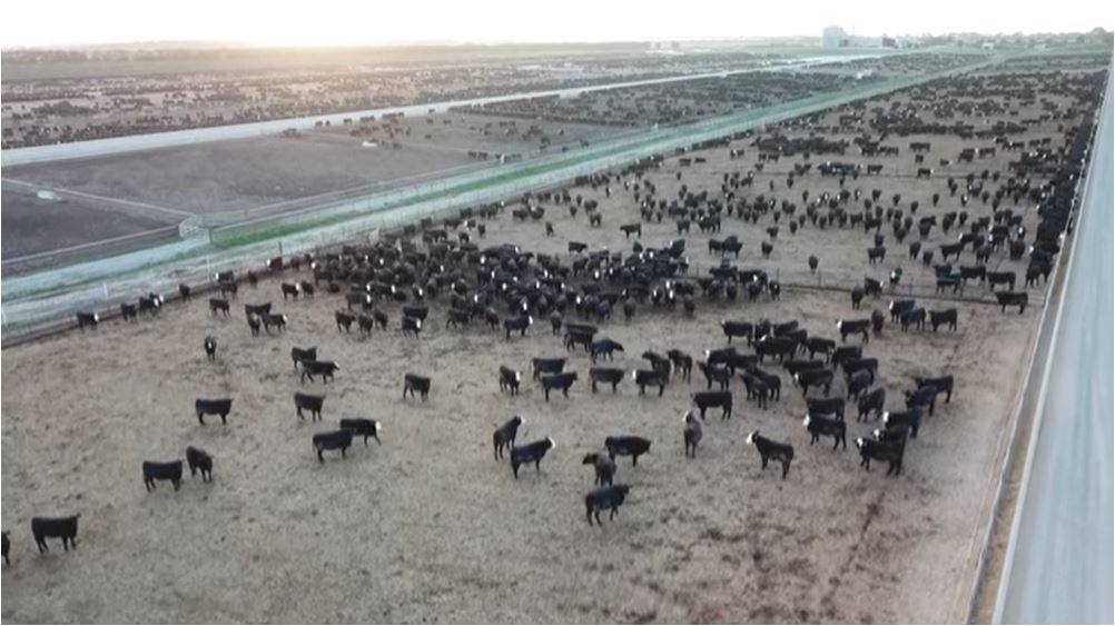 Clip from feedlot drone footage.jpg