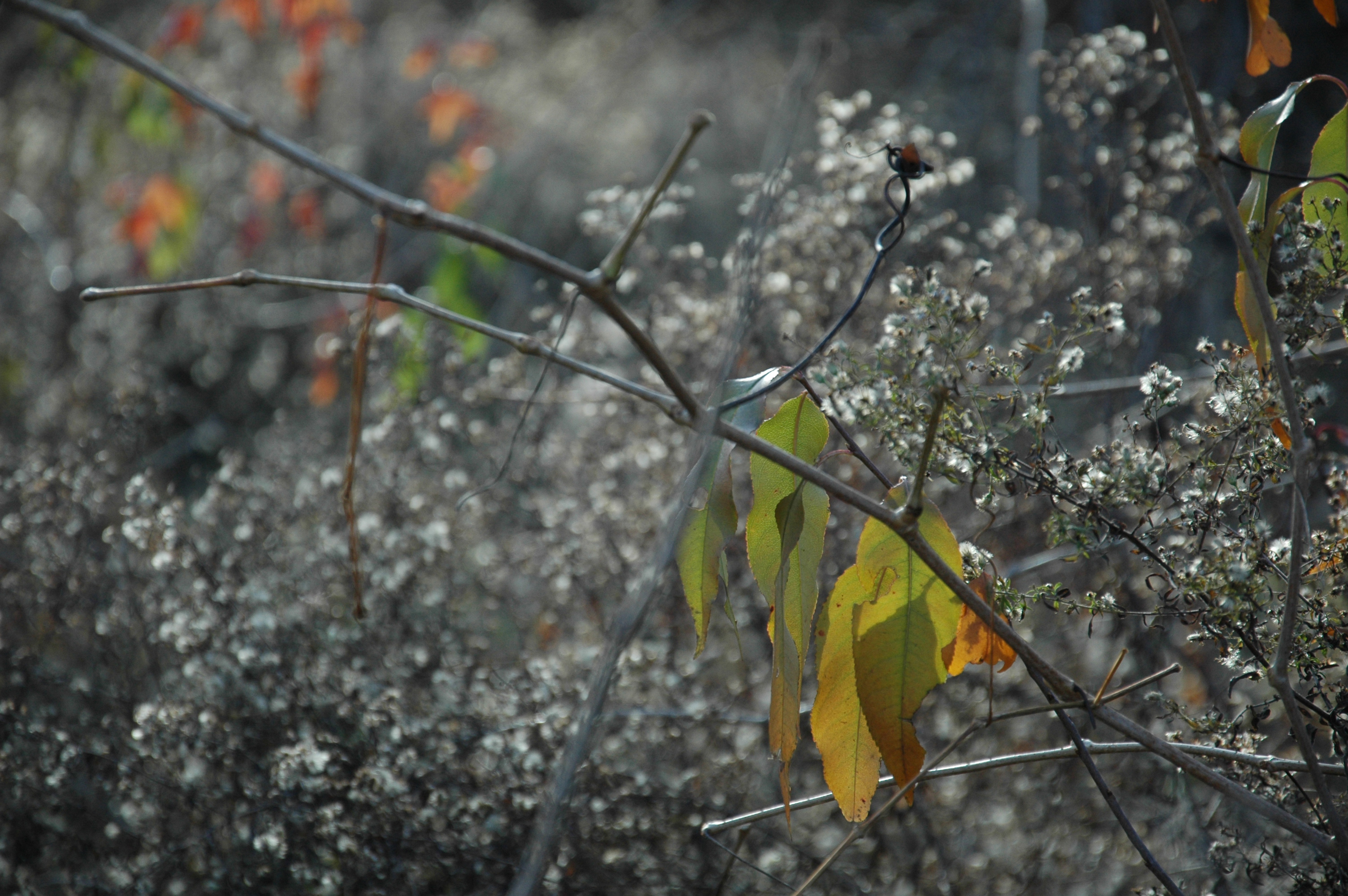 Grey leaves