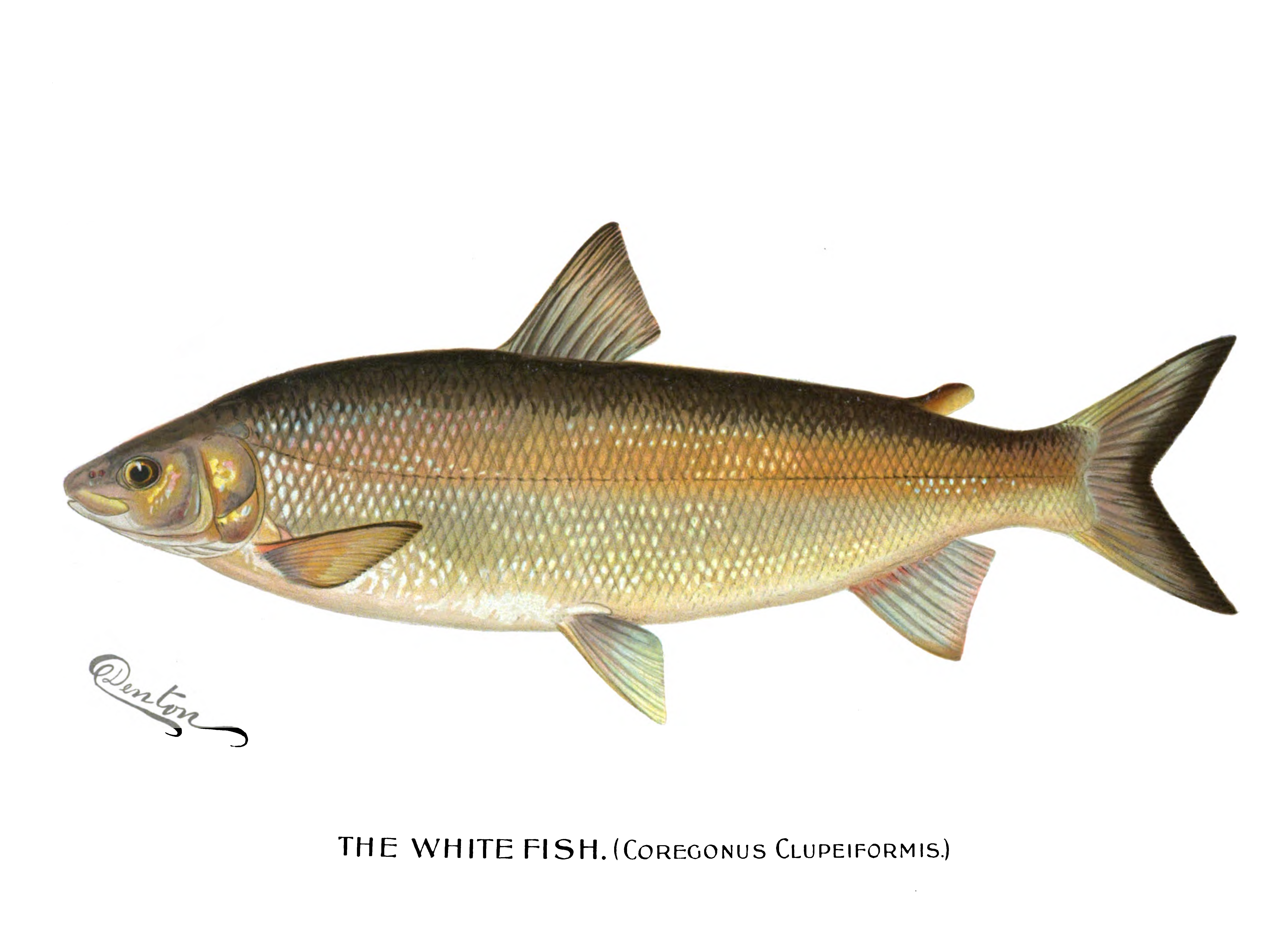 White fishing. Coregonus clupeaformis рыба. Сельдевидный сиг. Вайт Фиш рыба. Икра Coregonus clupeaformis.