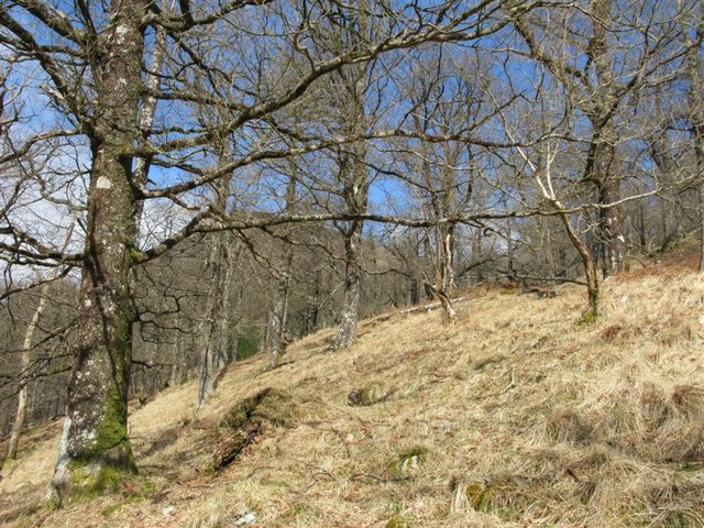 File:Doire Driseach - geograph.org.uk - 753490.jpg