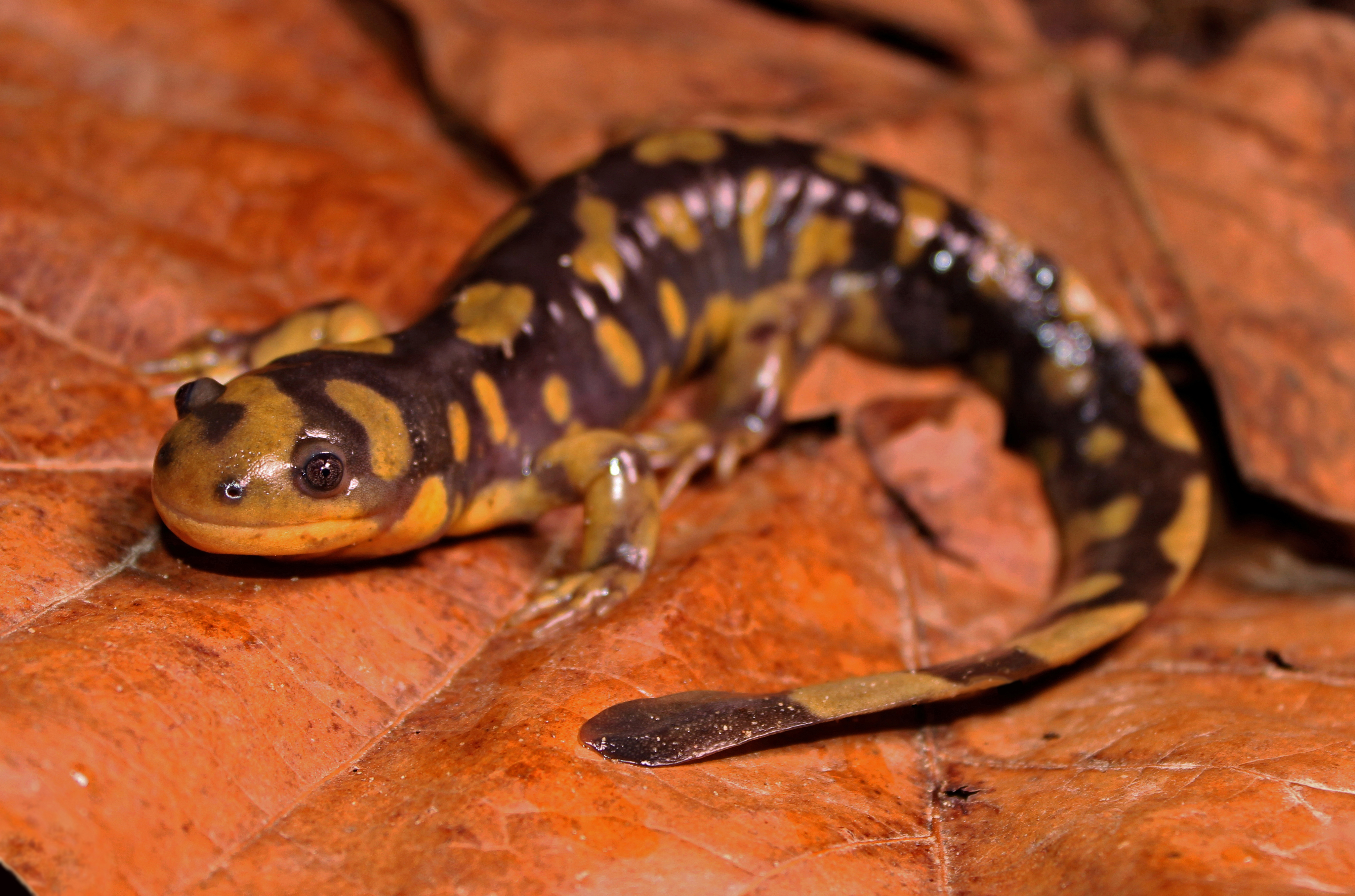 Амбистома фото. Амбистома саламандра. Саламандры тигровая амбистома. Ambystoma tigrinum – тигровая амбистома. Хвостатые земноводные амбистома.