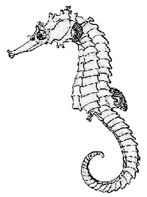 - tail seahorse Wikidata Tiger