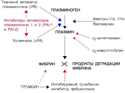 Гена pai 1. Механизмы активации фибринолиза. Активация фибринолиза схема препараты. Тканевый активатор плазминогена биохимия. Фибринолитическая система крови схема фибринолиз.