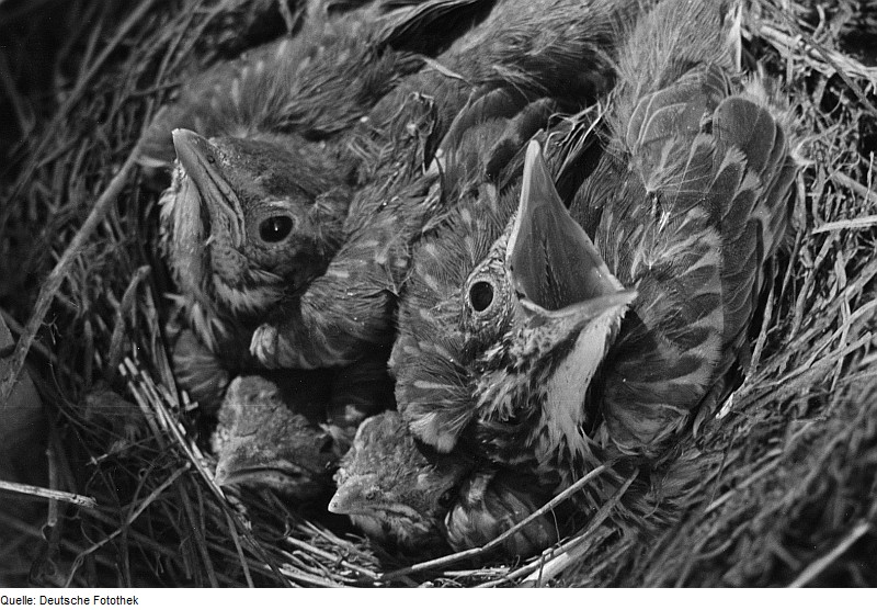 File:Fotothek df roe-neg 0002196 003 Jungvögel im Nest.jpg