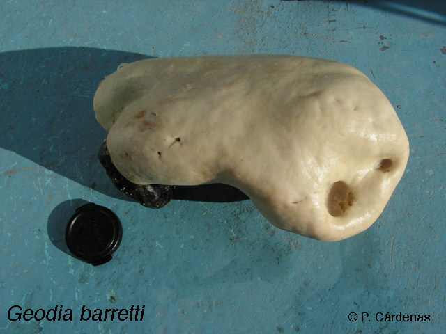 File:Geodia barretti.jpg