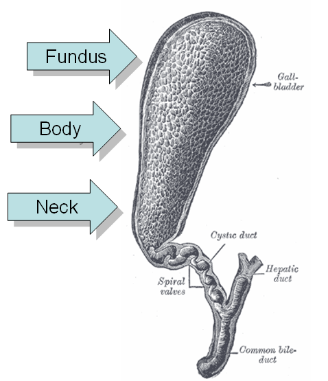 Phrygian cap anatomy Wikipedia