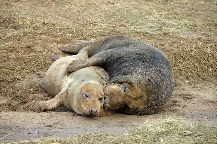 File:GreySealMating.jpg