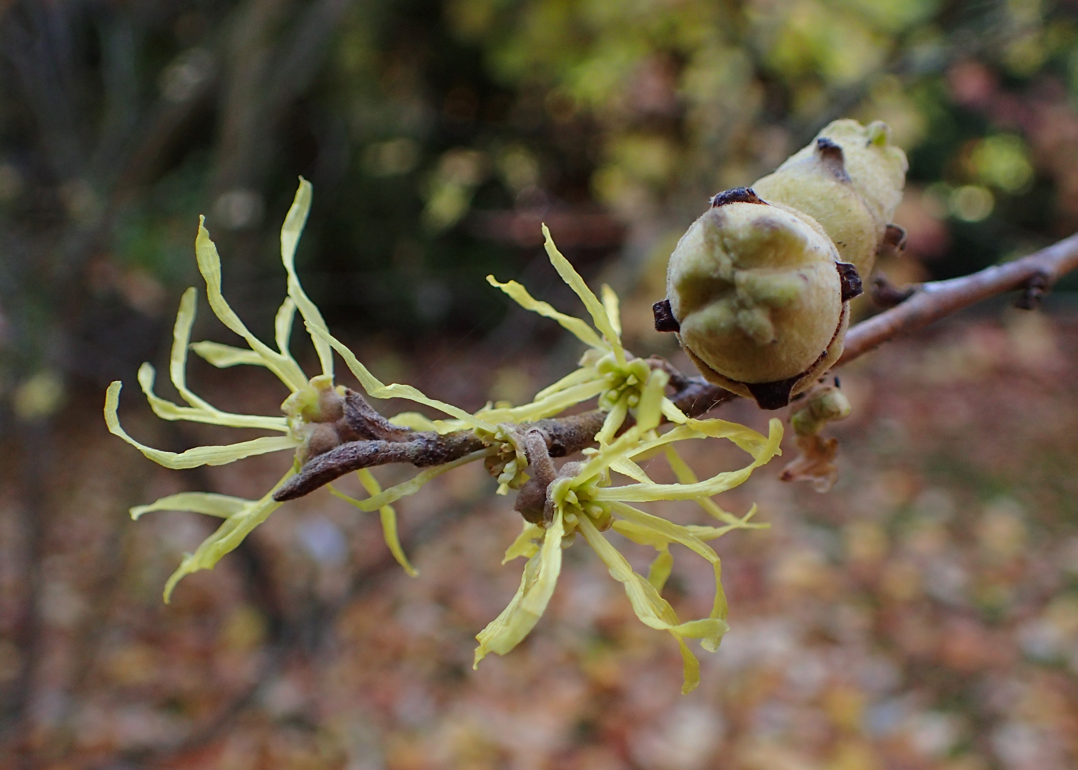 Hamamelis (гамамелис виргиниана) гамамелис виргинский