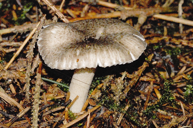 File:Hygrophorus pustulatus - Lindsey.jpg