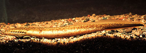 File:Ichthyomyzon fossor (cropped).jpg