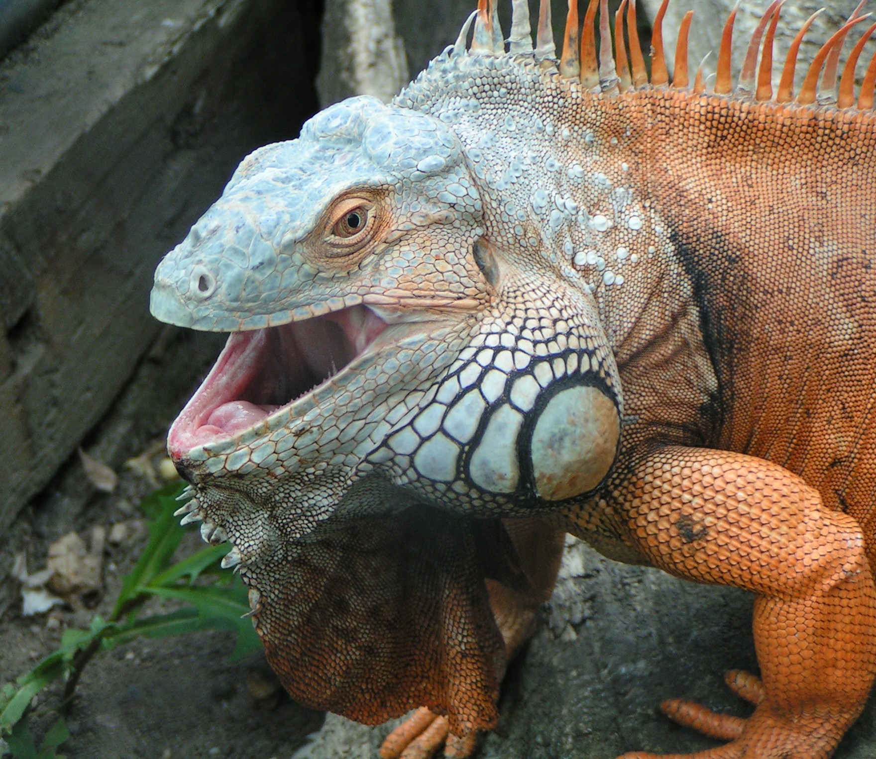 iguana zoo