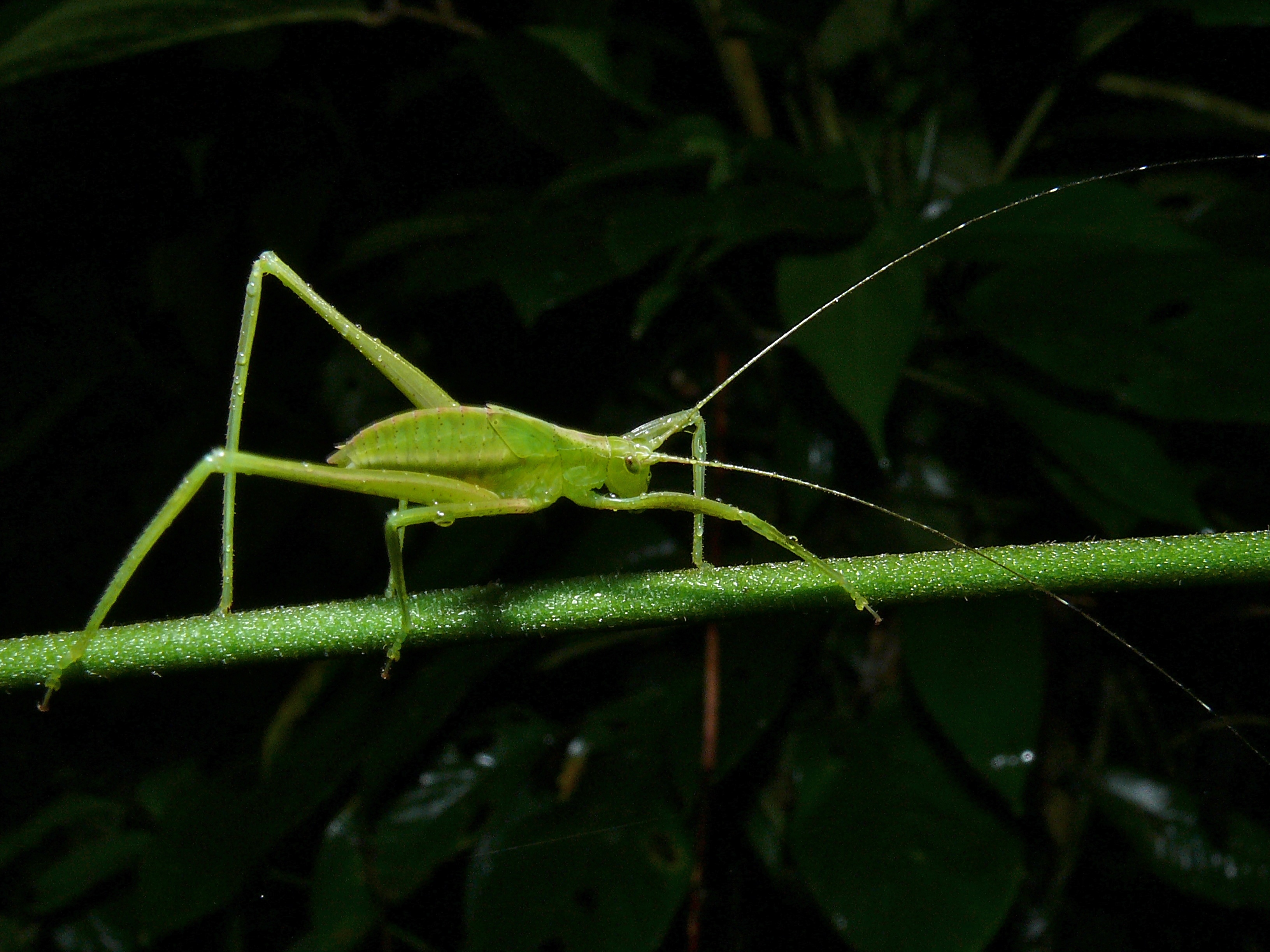 Katydid enigma