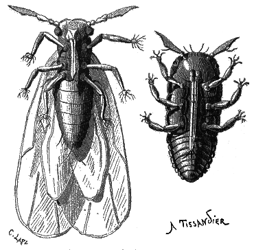 File:La Nature - 1873 - Fig. 3 Phylloxéra - p021.png