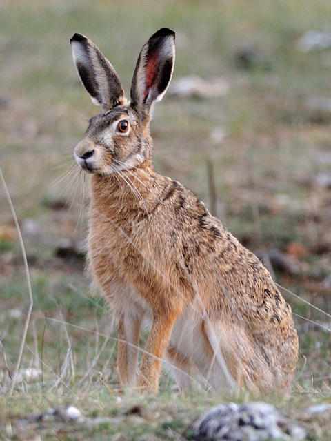 European hare - Wikipedia