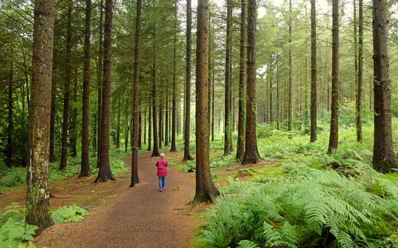 File:Lower Woodland walk, RHS Rosemoor, 1 - geograph.org.uk - 4665532.jpg