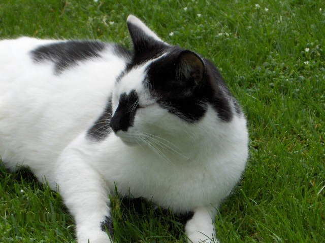 File:Luierende kat.jpg