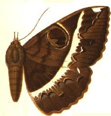 <i>Erebus clavifera</i> Species of moth