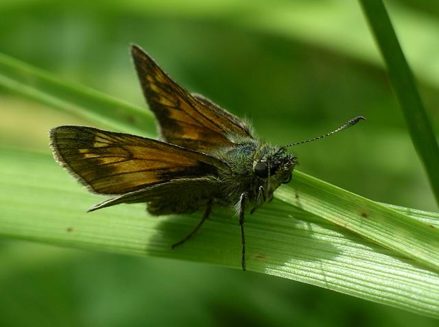 File:Ochlodes sylvanus - geograph.org.uk - 887214.jpg