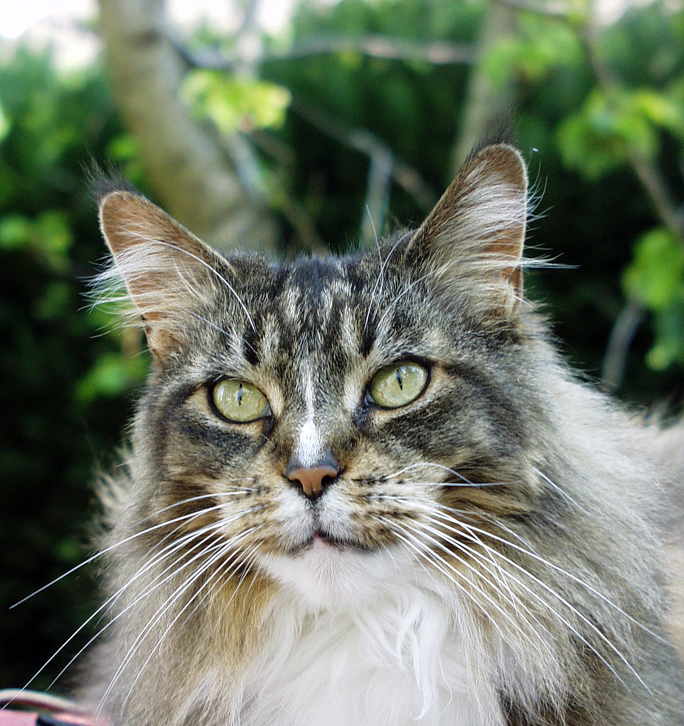 Fichier Old Maine Coon JPG Wikip dia