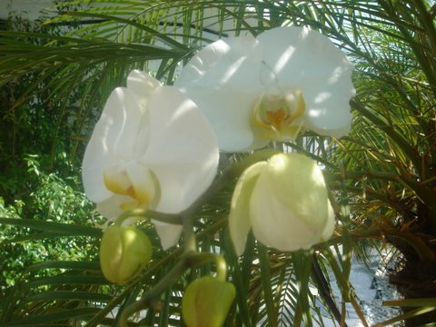 File:Orquidea006.png