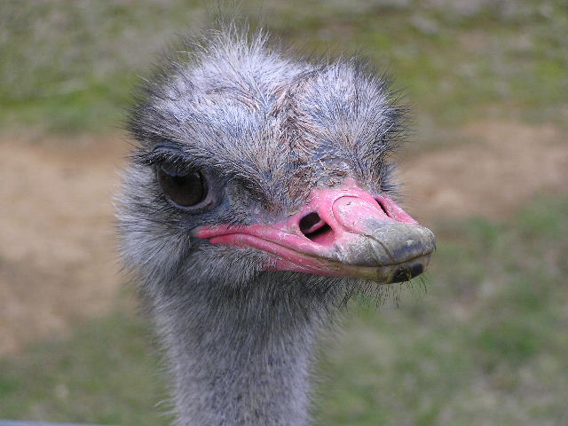 ostrich head