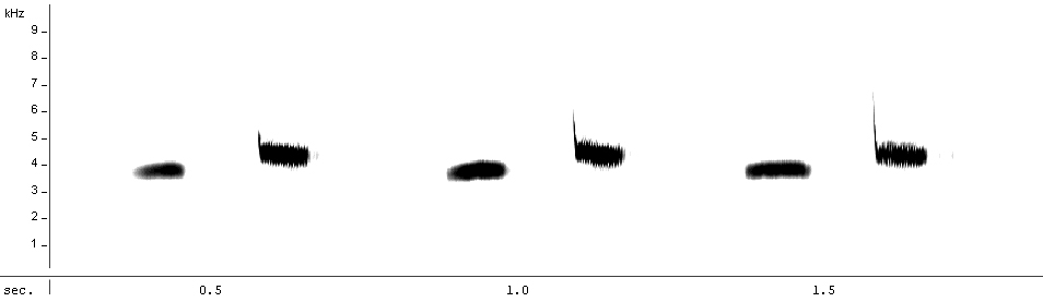 Spectrogram of great tit song.