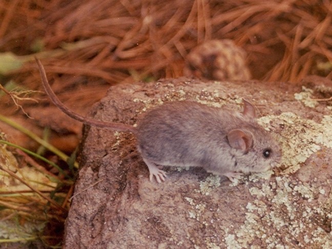 File:Peromyscus melanotis.jpg