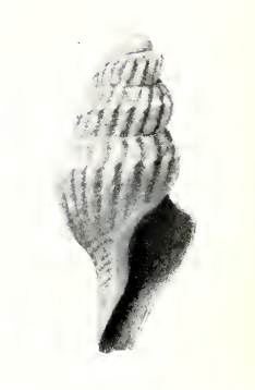 <i>Pleurotomella hermione</i> Species of gastropod
