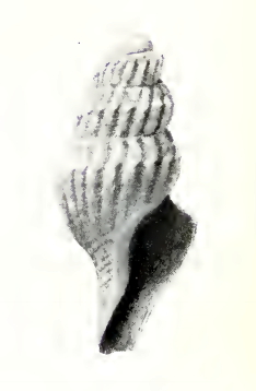 Pleurotomella hermione