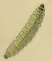 Larva Ptocheuusa inopella larva.JPG