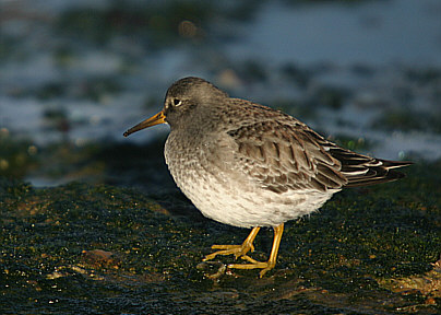 Fitxer:Purple Sandpiper winter.jpg