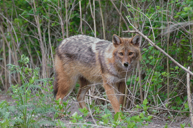 File:Range expansion of the golden jackal (Canis aureus) into Poland- first records - fig. 4.gif