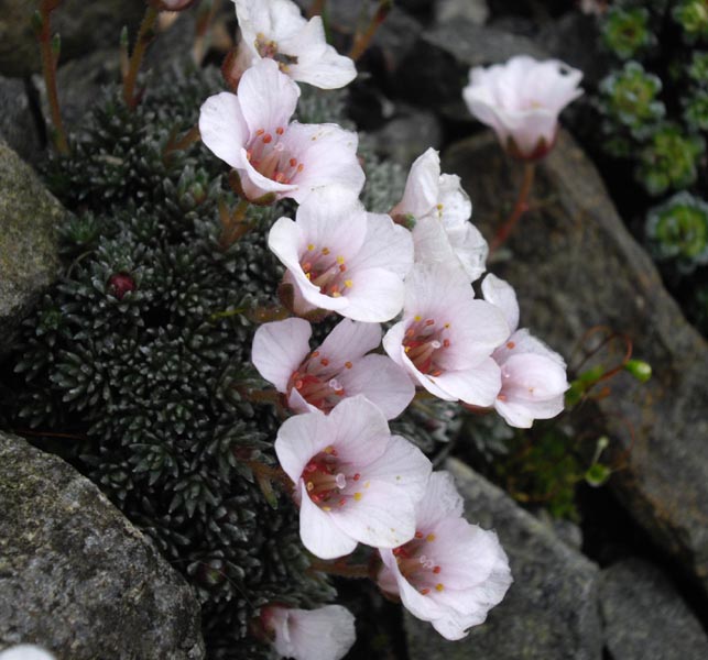 File:Saxifraga x irvingii 'Walter Irving' 4.JPG