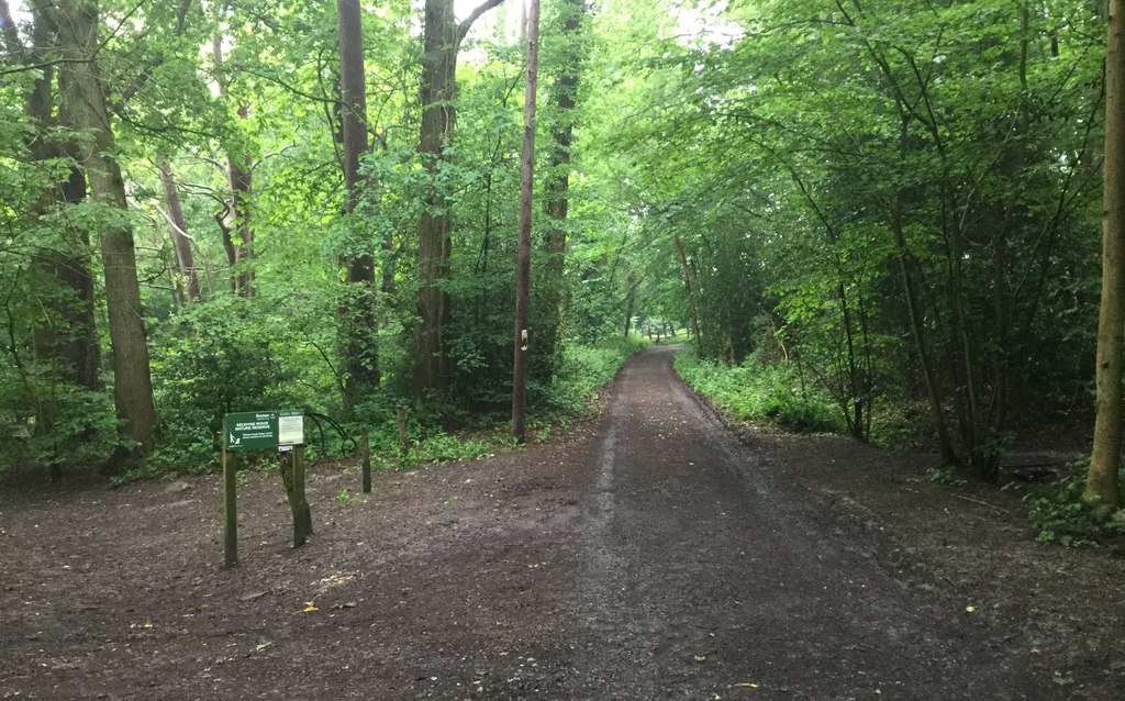 Selwyns Wood