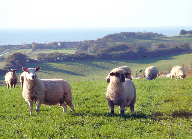 File:Sheep on Hogg Hill. - geograph.org.uk - 44677.jpg