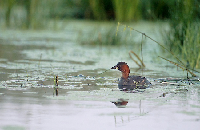 File:Tachybaptus ruficollis 2 (Marek Szczepanek).jpg