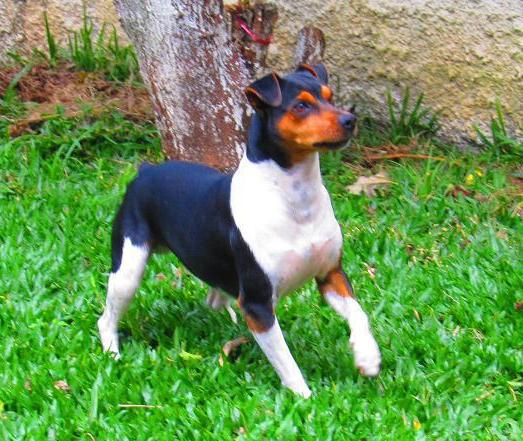 Terrier brasileiro.jpg